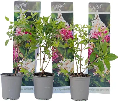 Image de Hortensia - Set de 3 - Hydrangea paniculata 'Pink Lady' - Hauteur 25-40cm - ⌀9cm
