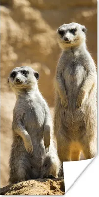 Produktbild von MuchoWow® Poster Felsen - Erdmännchen - Tiere 20x40 cm - Plakat - Foto