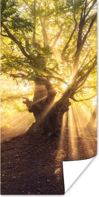 Produktbild von MuchoWow® Poster Baum - Wald - Sonne 60x120 cm - Wandschmuck