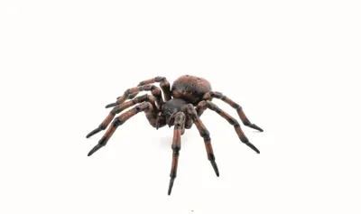 Produktbild von Papo Deutschland GmbH Gemeine Spinne 5