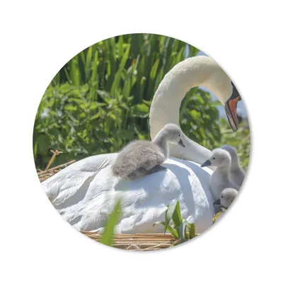 Produktbild von MuchoWow® Mauspad Mousepad Schwan - Wasser - Quelle 20x20 cm - Mousepads - Maus Mat - Pad - Mausunterlage - Schreibtischmatte