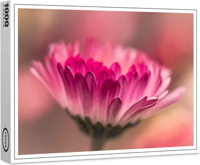 Produktbild von raxxa Premium-Puzzle "Gänseblümchenblüte", 1000 Teile
