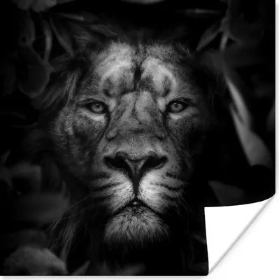 Produktbild von MuchoWow® Poster Tiere - Löwe - Dschungel - Schwarz - Weiß 100x100 cm - Babyzimmer