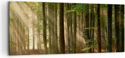 Produktbild von Bild auf Leinwand - Leinwandbild - Wald Baum Natur - 120x50cm - Wand Bild - Wanddeko - Wandbilder - Leinwanddruck - Bilder - Kunstdruck - Wanddekoration - Leinwand bilder - Wandkunst - AB120x50-3628