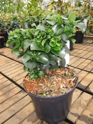 Produktbild von Japanischer Liguster Rotundifolium - Ligustrum japonicum 30-40