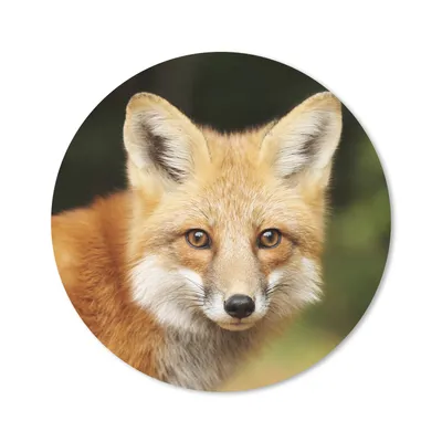 Produktbild von MuchoWow® Mauspad Mousepad Fuchs - Welpe - Porträt 50x50 cm - Mousepads - Maus Mat - Pad - Mausunterlage - Vinyl