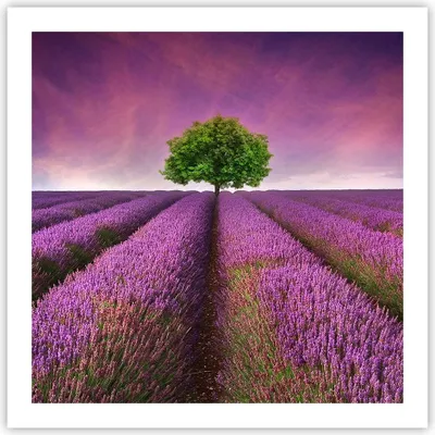 Produktbild von Poster - Poster ohne Rahmen - Wiese lavenda Sommer Landschaft - 60x60 cm - Wand Bild - Wanddeko - Wandbilder - Kunstposter - Wandposter - Bilder - Kunstdruck - Wandbild - P2XAC60x60-2605