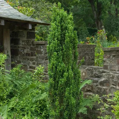 Produktbild von Dago Garden 3x Säulen-Ilex Fastigiata | Ilex crenata | Immergrün Winterhart | Buchsbaum-Ersatz Heckenpflanze | ca. 20 cm im P9 Topf