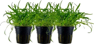 Produktbild von Aquarium Pflanze 3 Stück Lilaeopsis brasiliensis Wasserpflanze AquaOne 340 Set