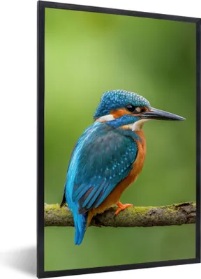 Produktbild von MuchoWow® Gerahmtes Poster Eisvogel - Zweig - Moos - Vogel - Grün 20x30 cm - Poster mit Schwarzem Bilderrahmen Wandposter Rahmen Foto Bilder - Drucken - Bilder Poster im Rahmen