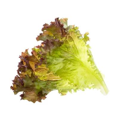 Image de Tregren - Graines - Laitue frite