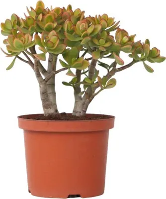 Zdjęcie produktu dla Grubosz - Crassula ovata 'Sunset' - Wysokość 30-35cm - ⌀17cm