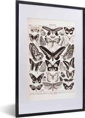 Produktbild von MuchoWow® Gerahmtes Poster Schmetterling - Insekten - Tiere 40x60 cm - Poster mit Schwarzem Bilderrahmen Wandposter Rahmen Foto Bilder - Poster in Rahmen