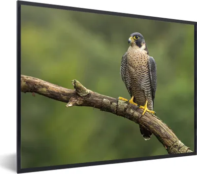 Produktbild von MuchoWow® MuchoWow® Gerahmtes Poster Wanderfalke - Äste - Vogel 40x30 cm - Poster mit zchwarzem Bilderrahmen - Kunstposter - Wanddekorationen