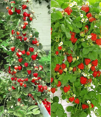 Produktbild von BALDUR Garten 4er Erdbeer-Kollektion Hummi®, Pflanzen im 7x7 cm-Topf, je 2 Pflanzen der original Klettererdbeere und Hängeerdbeere, schnellwachsend, selbstfruchtend, winterhart, Fragaria x ananassa