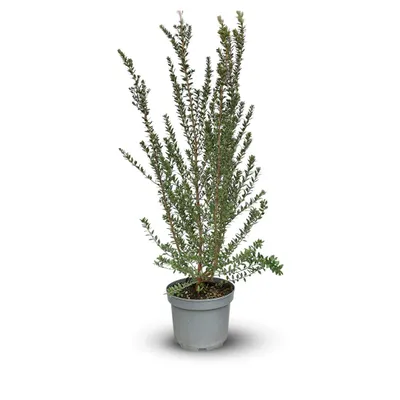 Image de Myrte tarentine - aromatique - plante méditerranéenne - ↕ 90-100 cm - ⌀ 22 cm - plante d'extérieur