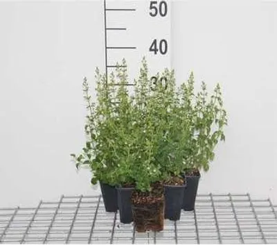 Immagine prodotto di 6 x Calamintha nep. 'Nepeta' - Menta di montagna - vaso 9 x 9 cm
