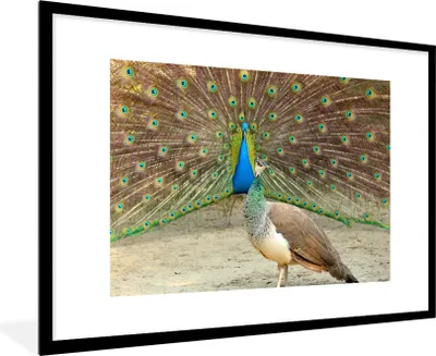 Produktbild von MuchoWow® Gerahmtes Poster Pfaue - Vögel - Federn 90x60 cm - Poster mit Schwarzem Bilderrahmen Wandposter Rahmen Foto Bilder - Wanddekoration - Fotos