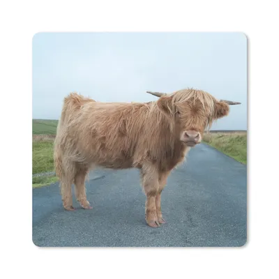 Produktbild von MuchoWow® Mauspad Mousepad Scottish Highlander - Straße - Gras 20x20 cm - Mousepads - Maus Mat - Pad - Mausunterlage - Desk Mat - Bureauartikeln