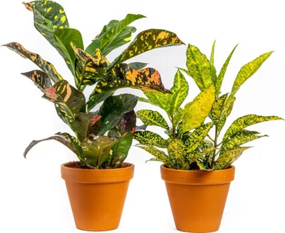 Obrázok produktu pre Gardners Codiaeum mix, priemer 12-14 cm