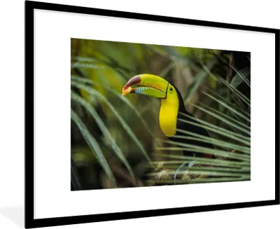 Produktbild von MuchoWow® MuchoWow® Gerahmtes Poster Tukan - Blätter - Zweig 90x60 cm - Poster mit zchwarzem Bilderrahmen - Wanddekoration - Fotos
