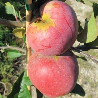 Produktbild von Apfelbaum Florina Winterapfel robust schorfresistent Buschbaum ca. 110-140 cm 9,5 Liter Topf MM 111