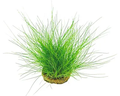 Produktbild von Nadelsimse - Eleocharis acicularis