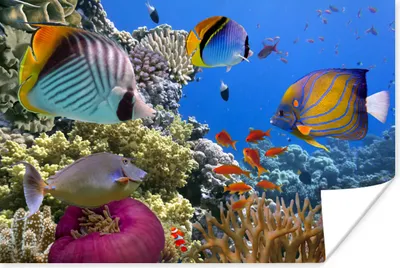 Produktbild von MuchoWow® Poster Wasser - Schwimmen - Fische 30x20 cm - Plakate - Print