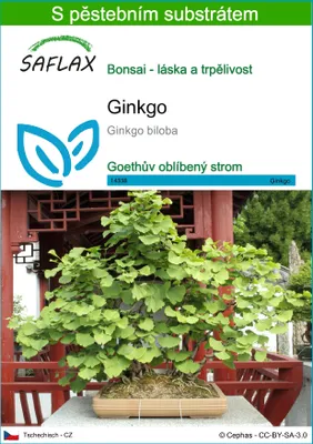 Obrázek produktu pro SAFLAX - ginkgo - Ginkgo biloba - 4 Semena - S pěstebním substrátem bez klíčků