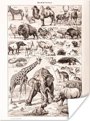 Produktbild von MuchoWow® Poster Tiere - Elefant - Schwarz - Weiß 90x120 cm - Wohnzimmer