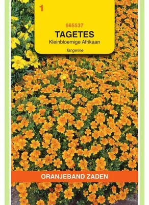 Zdjęcie produktu dla Oranjeband Tagetes tenuifolia Orange - 1 opakowanie nasion