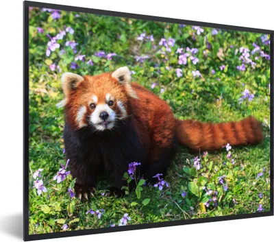 Produktbild von MuchoWow® Gerahmtes Poster Roter Panda - Blumen - Lila 40x30 cm - Poster mit Schwarzem Bilderrahmen Wandposter Rahmen Foto Bilder - Kunstposter - Wanddekorationen