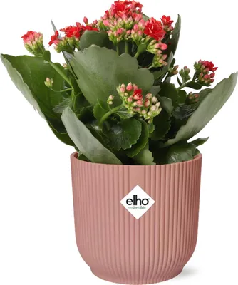Zdjęcie produktu dla Plonaca Käthchen - Kalanchoe Rosalina Don Justino Red - roslina doniczkowa o