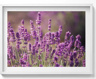 Produktbild von Lavendelblumenwiese– Wandbild mit Rahmen – Gerahmtes Bild  – Wanddekoration – 80x60 cm –  Weiß Rahmen