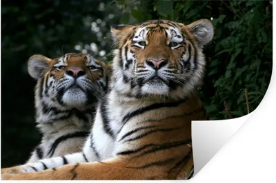 Produktbild von MuchoWow® Wandtattoo Wandsticker Wandaufkleber Tiger - Wald - Köpfe 60x40 cm Selbstklebend und Repositionierbar - Wierderverwendbar - Selbstklebend
