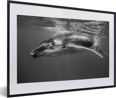 Produktbild von MuchoWow® Gerahmtes Poster Ein Schwarz-Weiß-Bild eines Buckelwals 60x40 cm - Poster mit Schwarzem Bilderrahmen Wandposter Rahmen Foto Bilder - Schlafzimmer - Plakat in Rahmen - Drucken