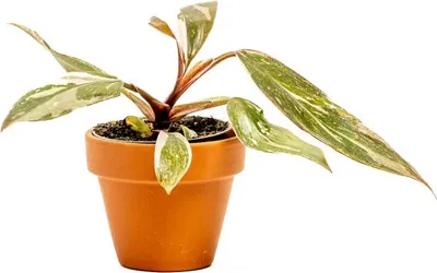 Obrázok produktu pre Gardners Philodendron Red Anderson, priemer 6 cm