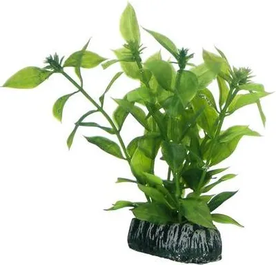 Produktbild von Dohse HOBBY Hygrophila | 13 cm