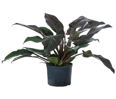 Produktbild von Dehner Baumfreund, Philodendron Imperial Red, in Hydrokultur, ca. 60 cm, Ø Topf 25 cm, Zimmerpflanze
