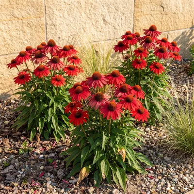 Produktbild von Stauden Gänge 1 x Echinacea purpurea 'Lakota Red' - Roter Purpur-Sonnenhut, 40-60 cm - winterhart, mehrjährig, 9x9 cm Topf