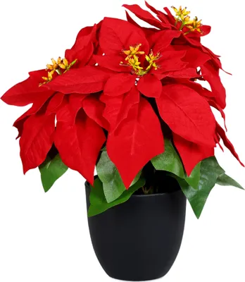 Image de Étoile de Noël 30 cm en pot noir - Poinsettia / trompeuse (moyenne)
