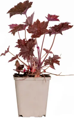 Image de Bloomique - Heuchera Micrantha 'Palace Purple' - Heuchère - Plantes de jardin - Rustique - Sans danger pour les animaux - Hauteur 10-20 cm - Pot 9x9 cm