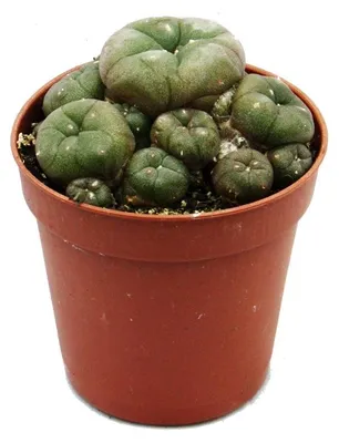 Produktbild von Lophophora williamsii - Peyote - Peyotl Kaktus - blühfähig, 5,5cm Topf - Ariocarpus williamsii