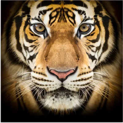 Produktbild von MuchoWow® Poster Tiger - Tier - Porträt 30x30 cm - Wandposter - Printing