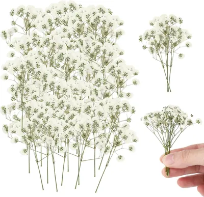 Produktbild von Trockenblumen 150 Stück, weiße Gypsom Blumen, 5 bis 10 cm, für Basteln