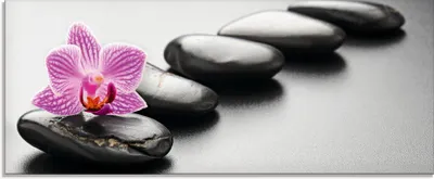 Produktbild von scorpp: Spa-Konzept mit Zen Steinen und Orchidee - Glasbild, Größe:50x125 cm / Glasbild