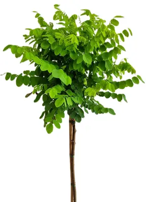 Obrázek produktu pro Kulovitý akát - Robinia Umbraculifera - vysoký kmen 125 - 150 cm