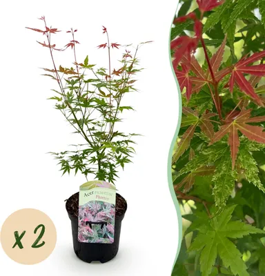 Image de Plante de terrasse - Erable Japonais - Acer palmatum Phoenix - Rose - 2 Plantes - Feuilles caduques - 60-70cm - Ø25cm - Plante de jardin