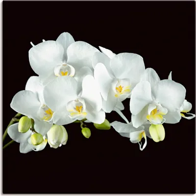 Produktbild von ARTland Leinwandbild Weiße Orchidee auf schwarzem Hintergrund Größe: 70x70 cm
