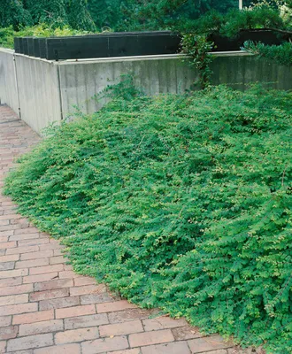 Produktbild von Symphoricarpos chenaultii, Purpurbeere, 60–100 cm